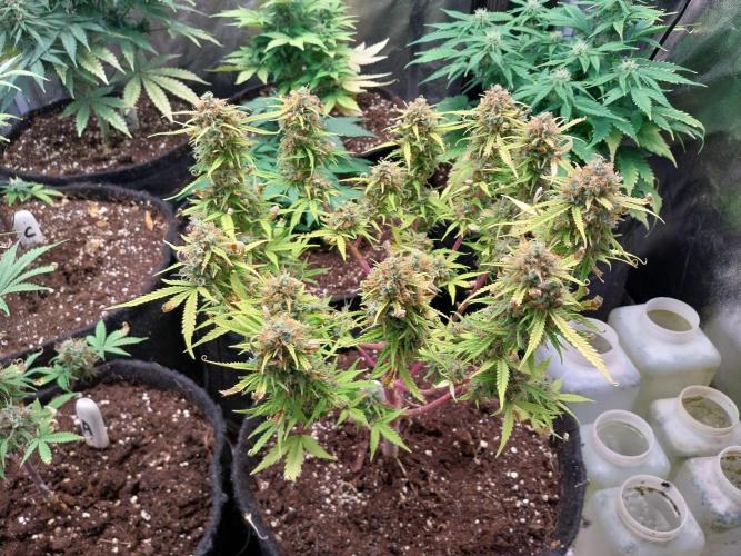 Mat Ohperché. Week 15 - 16/12