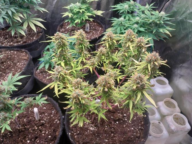 Mat Ohperché. Week 15 - 17/12