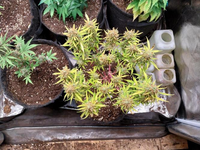 Mat Ohperché. Week 15 - 18/12 