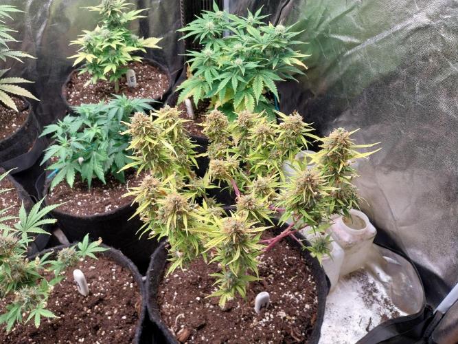 Mat Ohperché. Week 15 - 18/12 