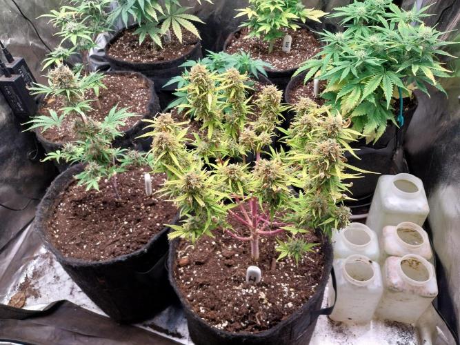 Mat Ohperché. Week 15 - 18/12 