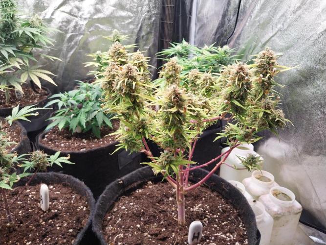 Mat Ohperché. Week 15 - 18/12 