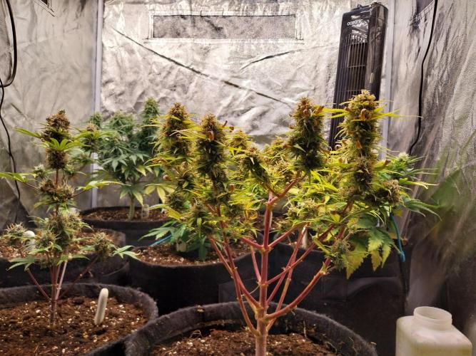 Mat Ohperché. Week 15 - 18/12 