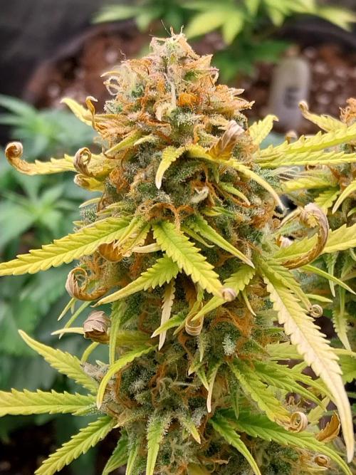 Mat Ohperché. Week 15 - 18/12 