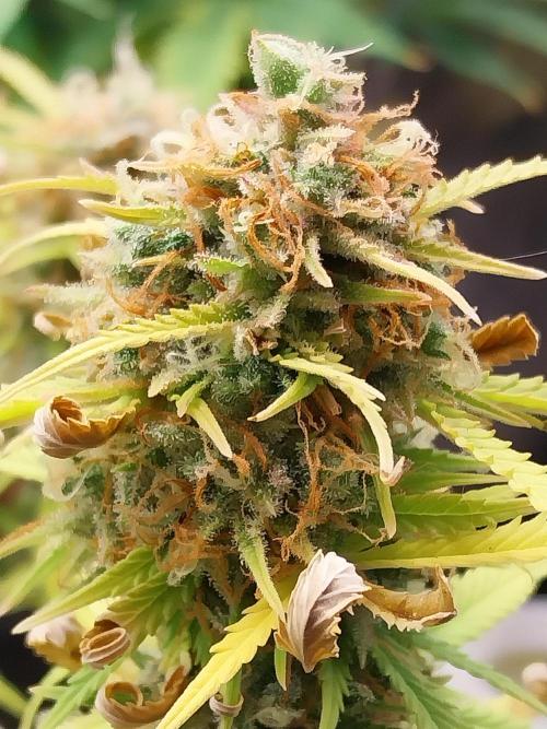 Mat Ohperché. Week 15 - 18/12 