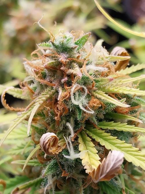 Mat Ohperché. Week 15 - 18/12 