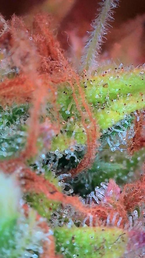 Mat Ohperché. Week 15 - 18/12 