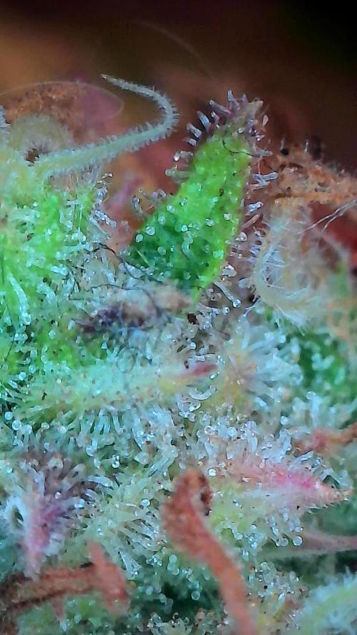 Mat Ohperché. Week 15 - 18/12 