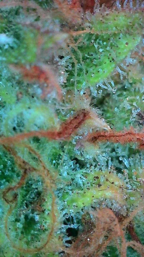 Mat Ohperché. Week 15 - 18/12 