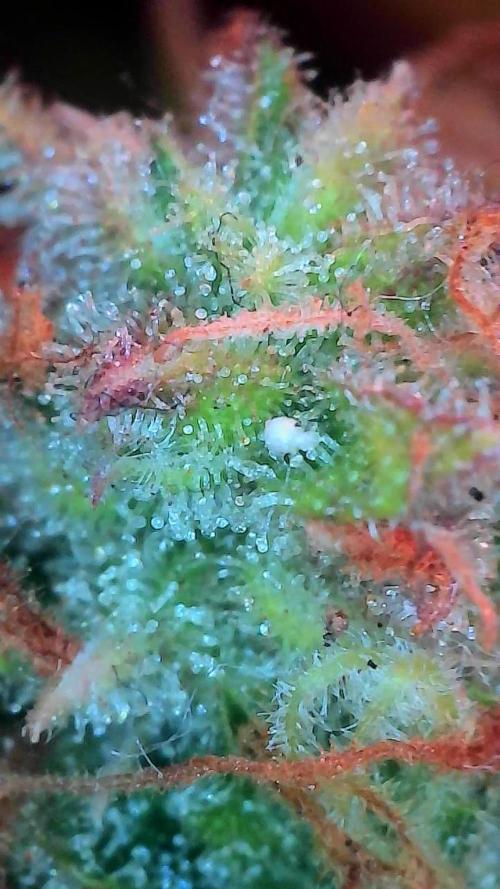 Mat Ohperché. Week 15 - 18/12 