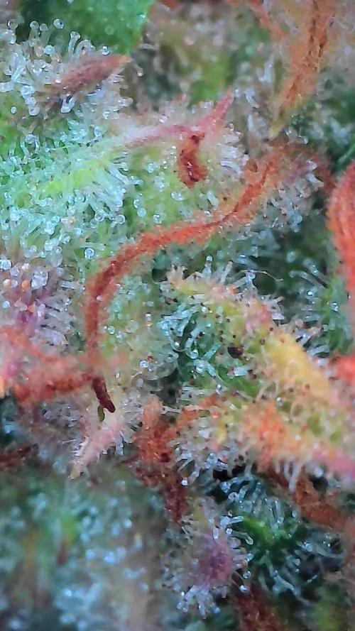 Mat Ohperché. Week 15 - 18/12 