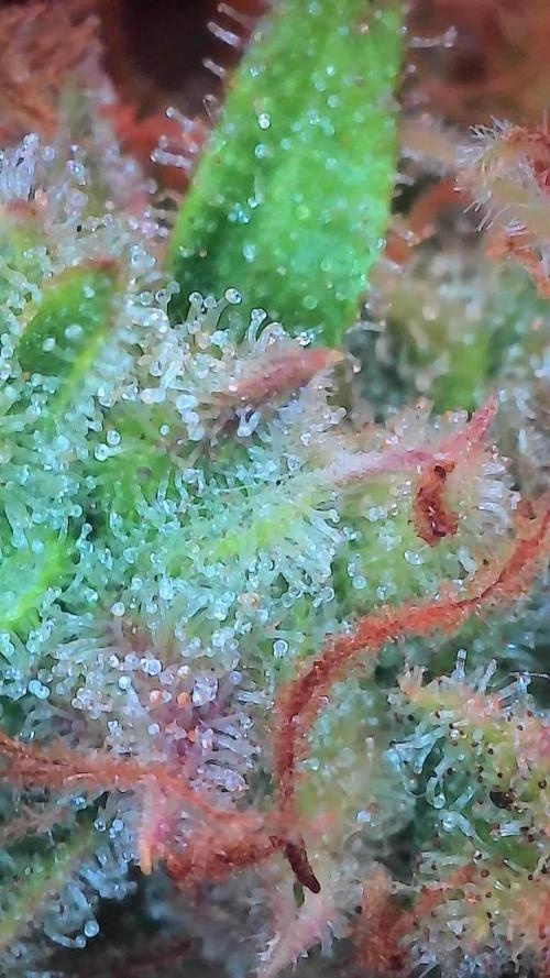 Mat Ohperché. Week 15 - 18/12 