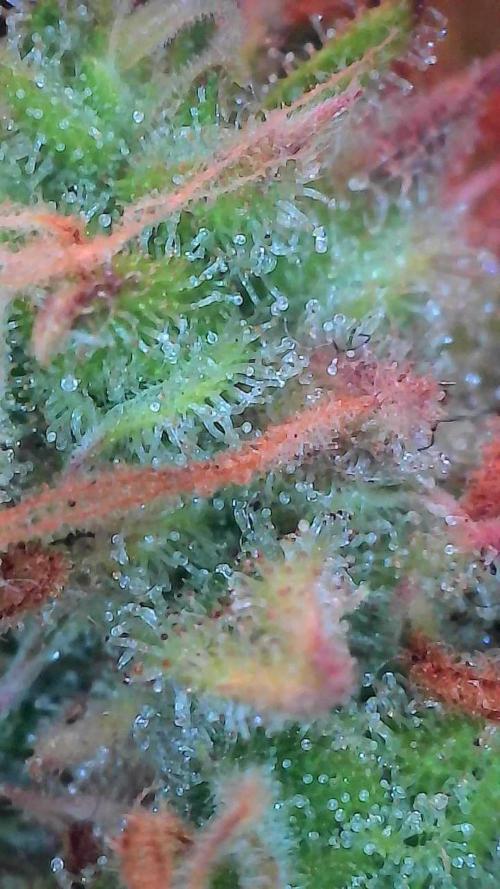 Mat Ohperché. Week 15 - 18/12 