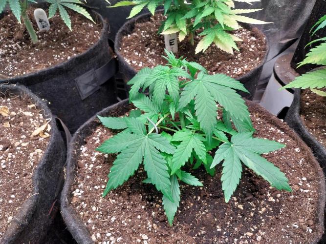 Quoitesqueu. Week 5 - 12/12