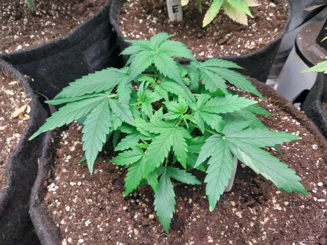 Quoitesqueu. Week 5 - 13/12