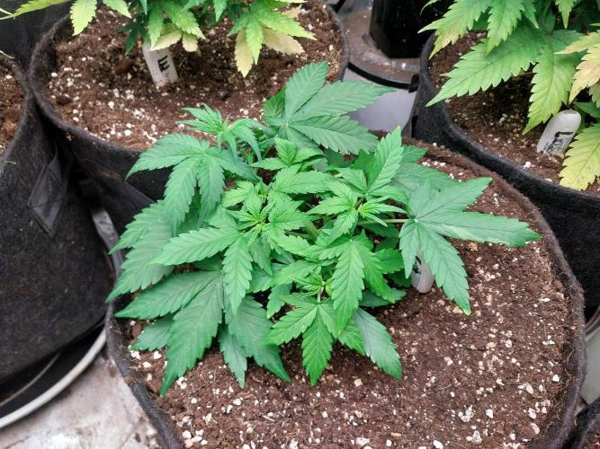 Quoitesqueu. Week 5 - 14/12