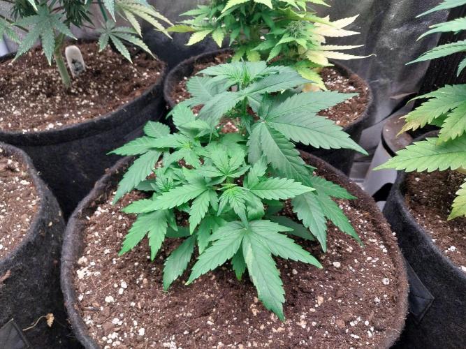 Quoitesqueu. Week 5 - 15/12