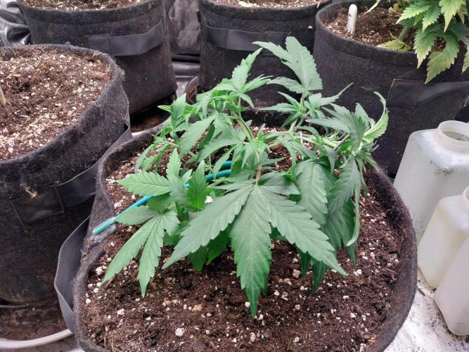 Quoitesqueu. Week 5 - 16/12