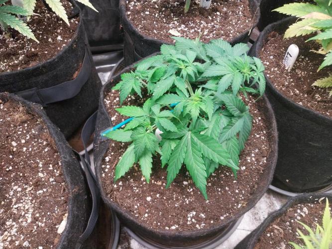 Quoitesqueu. Week 5 - 17/12