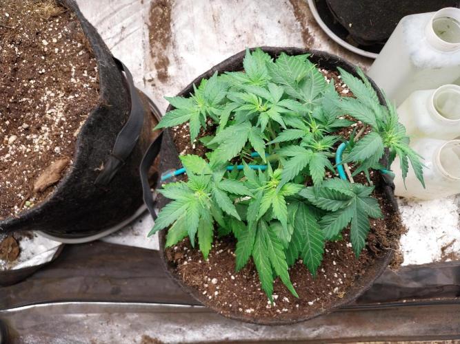 Quoitesqueu. Week 5 - 18/12