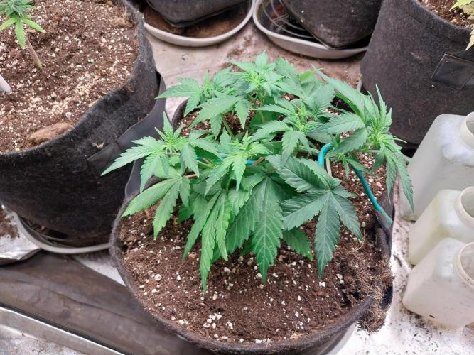 Quoitesqueu. Week 5 - 18/12