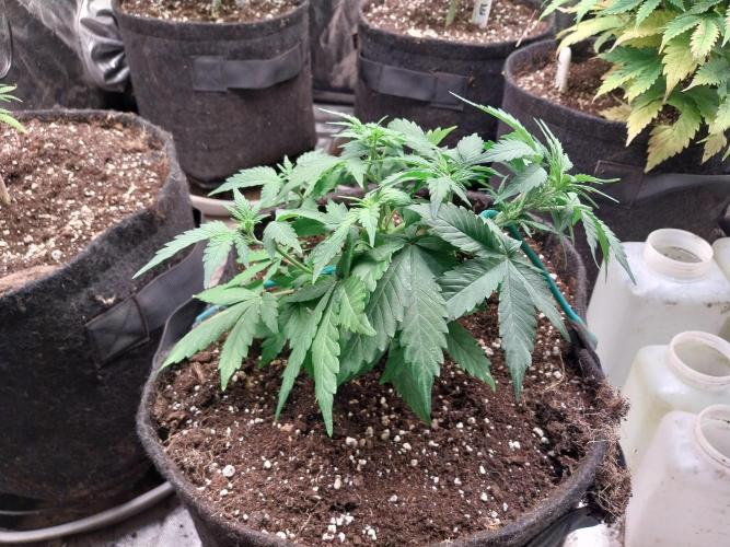 Quoitesqueu. Week 5 - 18/12