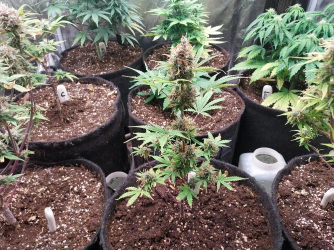 Beuhengelé. Week 14 - 13/12