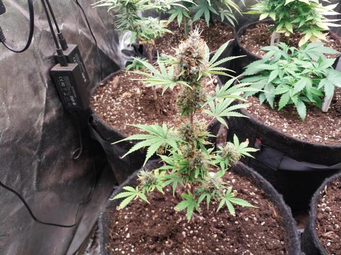 Beuhengelé. Week 14 - 14/12