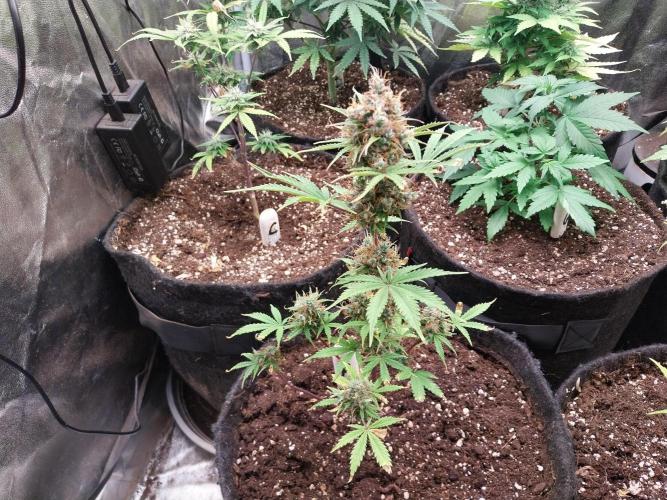 Beuhengelé. Week 14 - 15/12