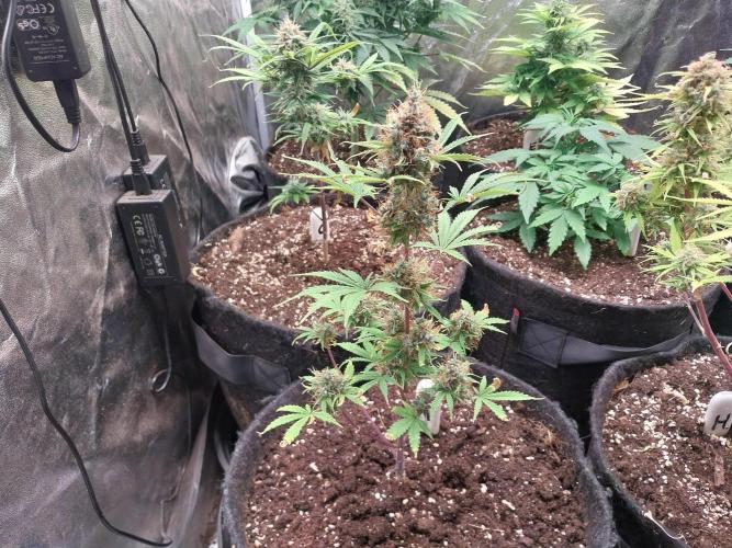 Beuhengelé. Week 14 - 16/12