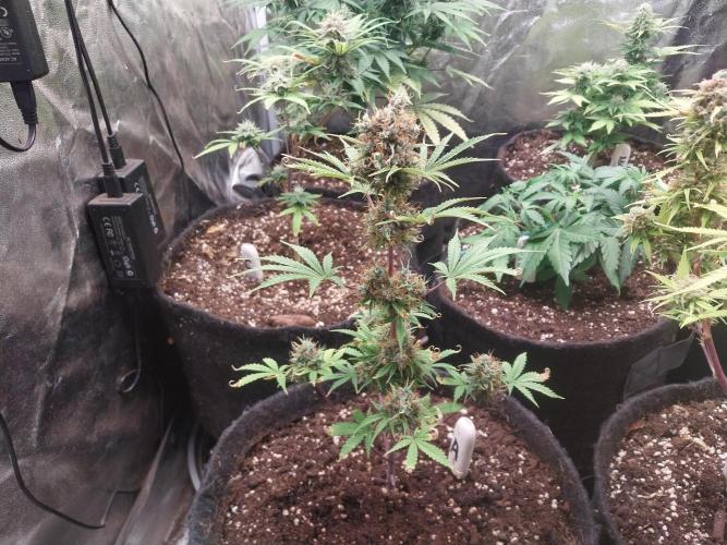 Beuhengelé. Week 14 - 17/12