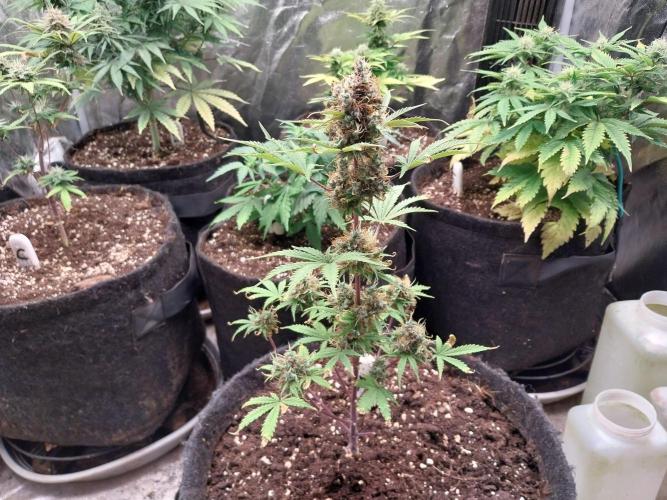 Beuhengelé. Week 14 - 18/12