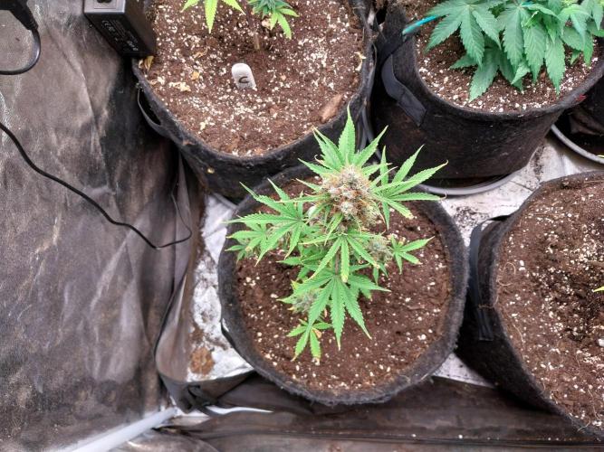 Beuhengelé. Week 14 - 19/12