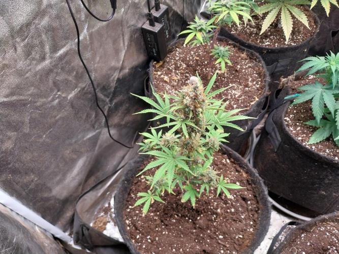 Beuhengelé. Week 14 - 19/12