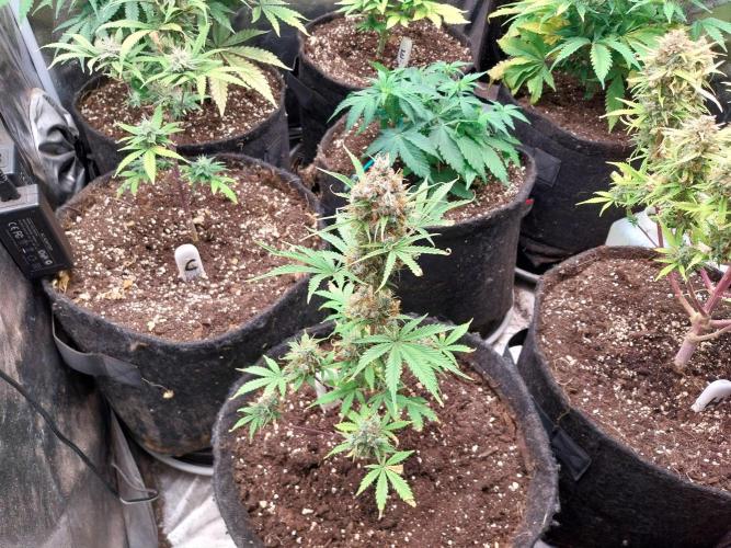 Beuhengelé. Week 14 - 19/12