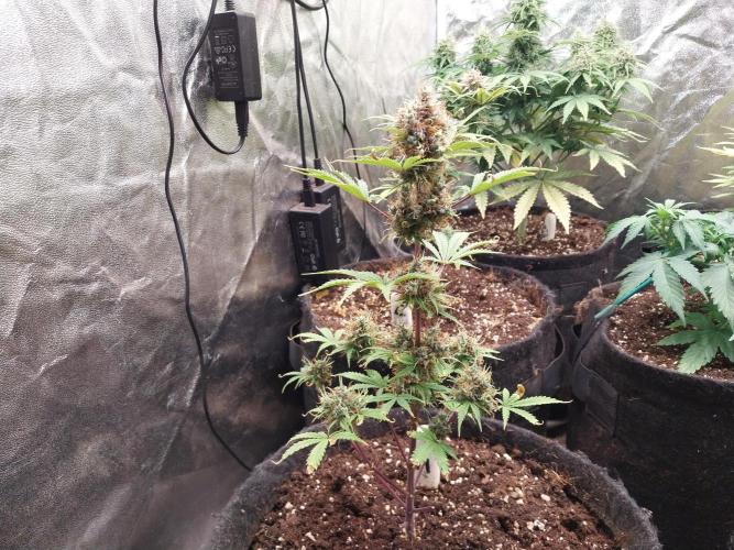 Beuhengelé. Week 14 - 19/12