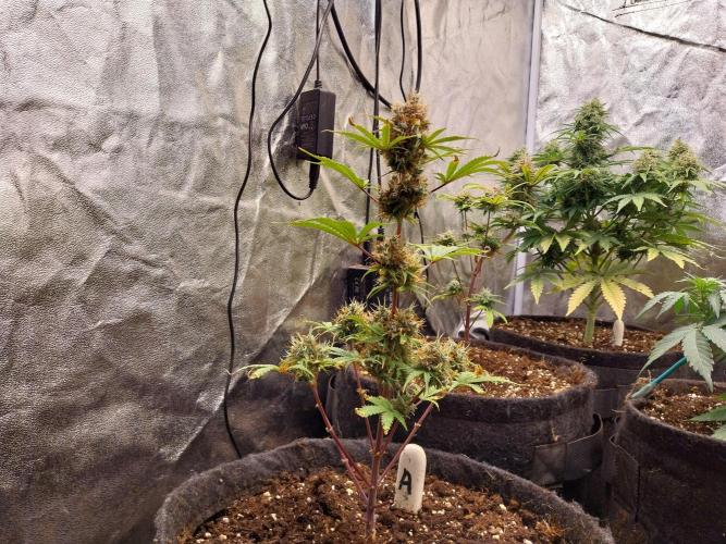 Beuhengelé. Week 14 - 19/12