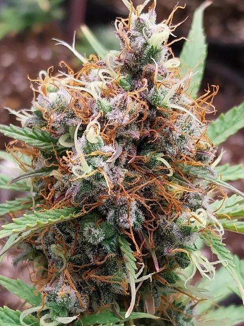 Beuhengelé. Week 14 - 19/12