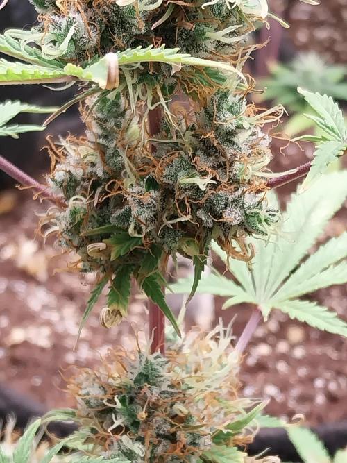 Beuhengelé. Week 14 - 19/12