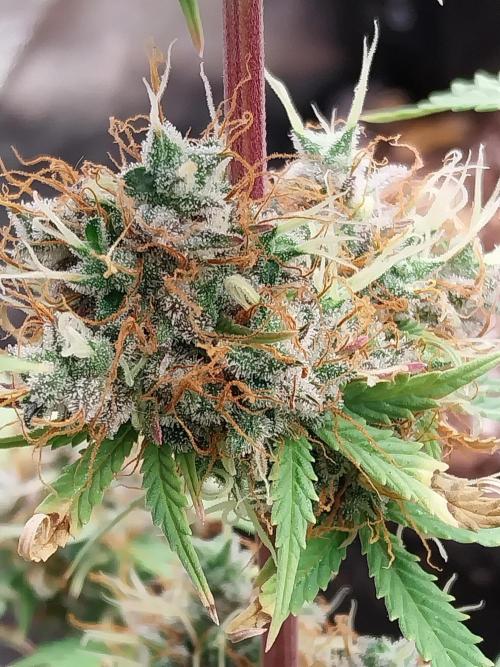 Beuhengelé. Week 14 - 19/12