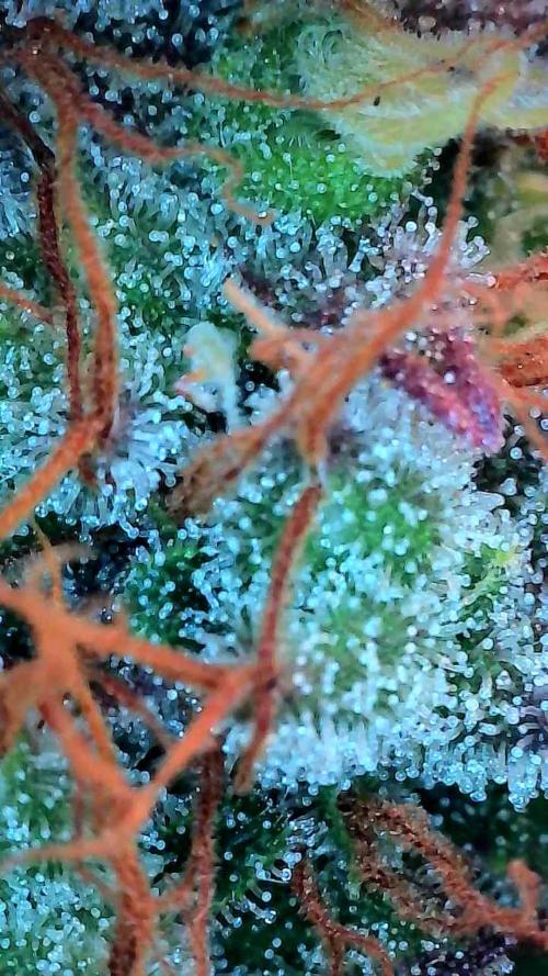 Beuhengelé. Week 14 - 19/12