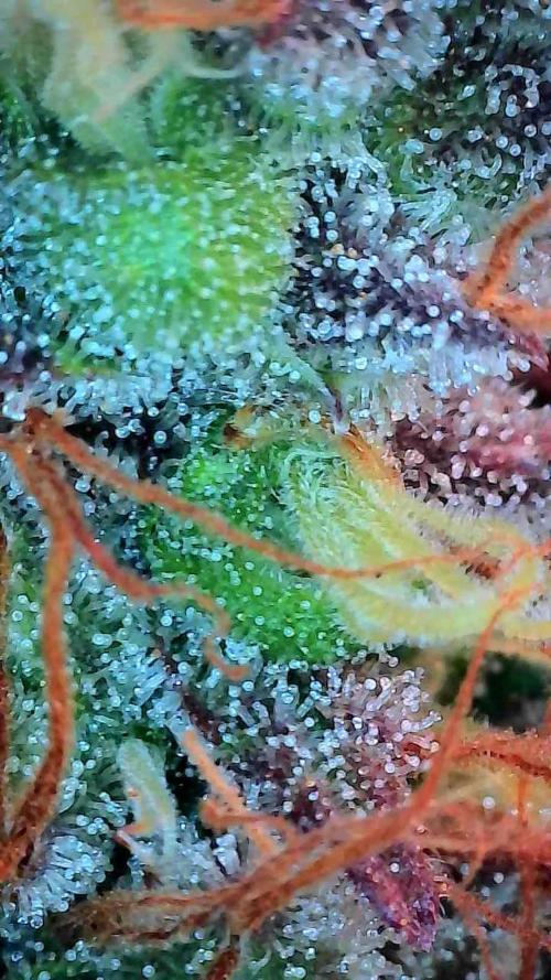 Beuhengelé. Week 14 - 19/12