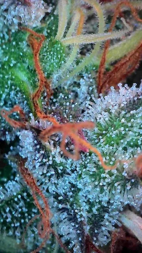 Beuhengelé. Week 14 - 19/12