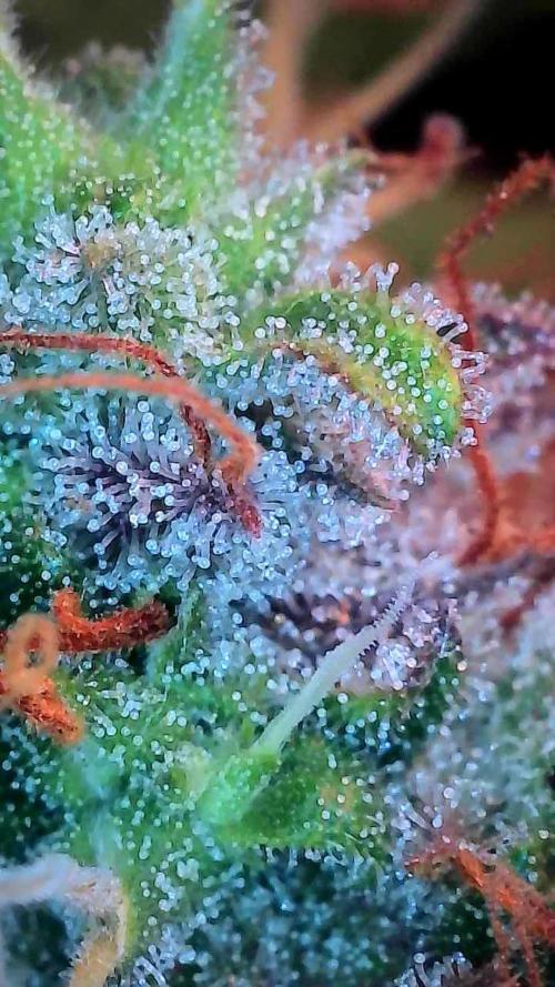 Beuhengelé. Week 14 - 19/12