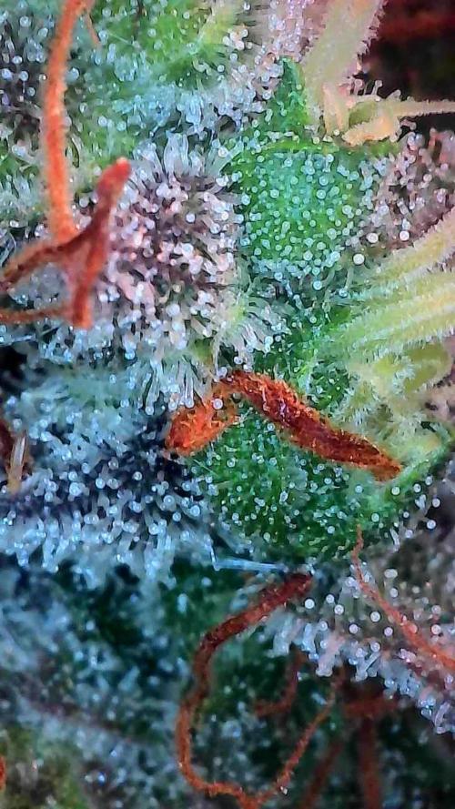 Beuhengelé. Week 14 - 19/12