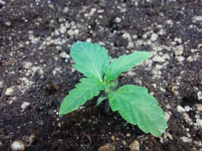 habannon. Week 2 - 14/13 