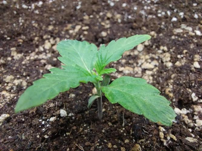 habannon. Week 2 - 15/12