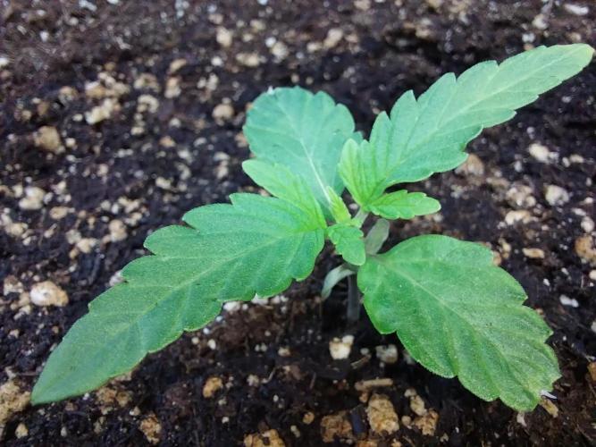 habannon. Week 2 - 16/12