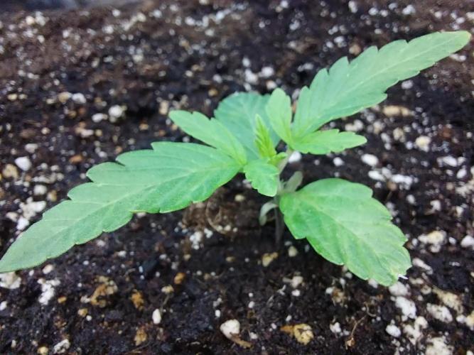 habannon. Week 2 - 17/12