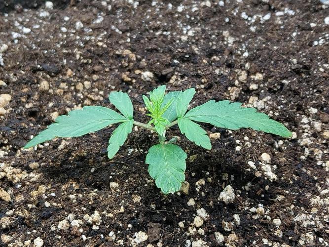 habannon. Week 2 - 18/12